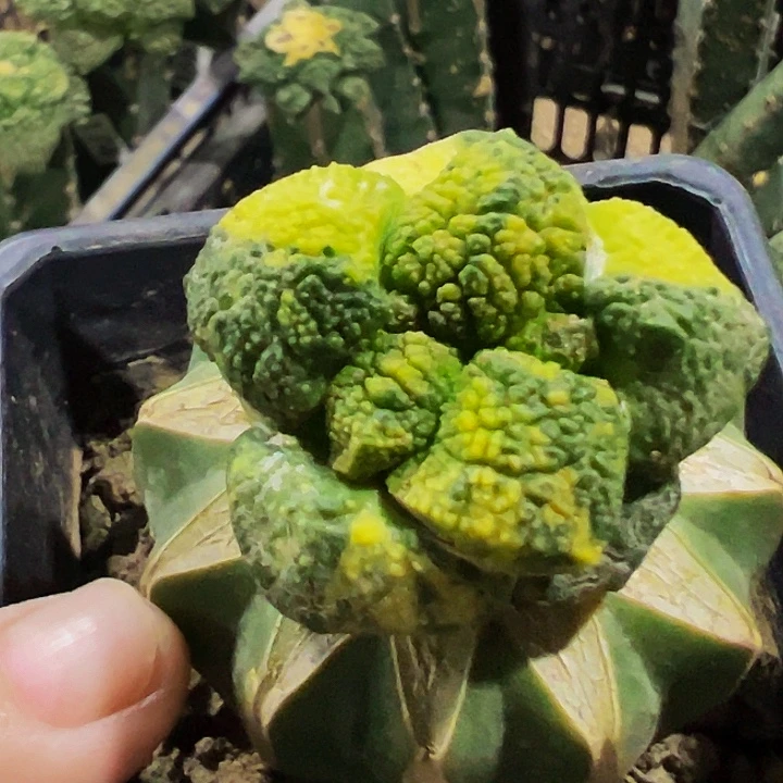 无花朵超散班花锦大尤细密尤连山哥斯拉牡丹866