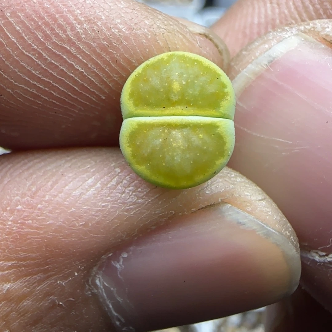 045 生石花大棚直播