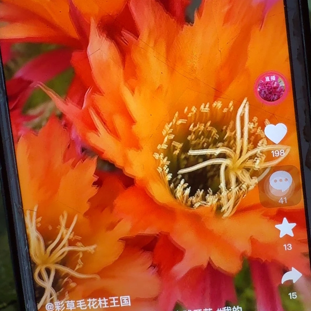 超级杏侧芽5公分毛花柱