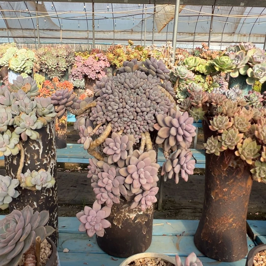 精品桃蛋妖桩瀑布 裸肉