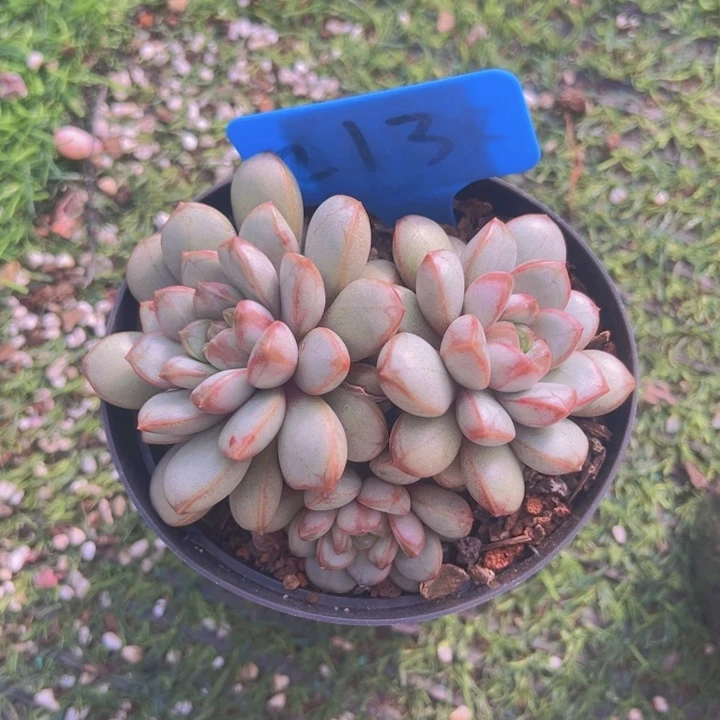 健健康康平平安安