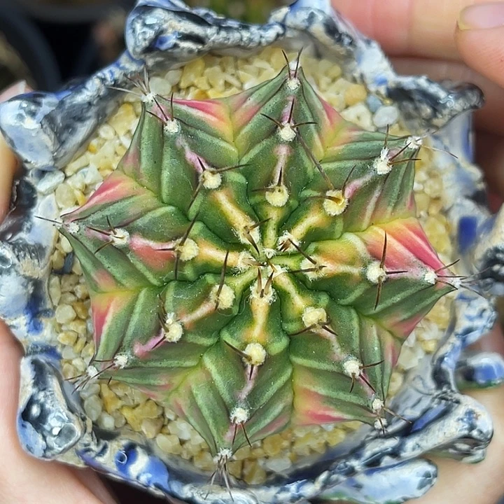 梦幻岛屿 一物一拍