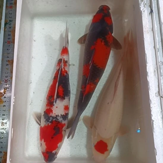 S***丘海水鱼血统保证，包邮包活