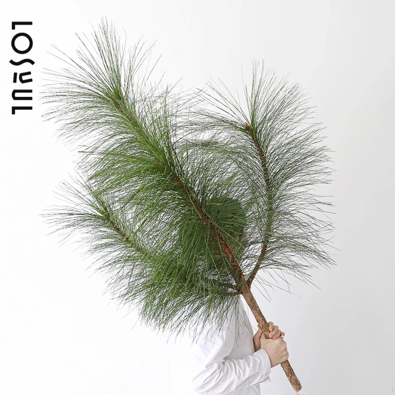 马尾松鲜切大型绿植物小众野奢青松水培绿植光照懒人新手自然养护