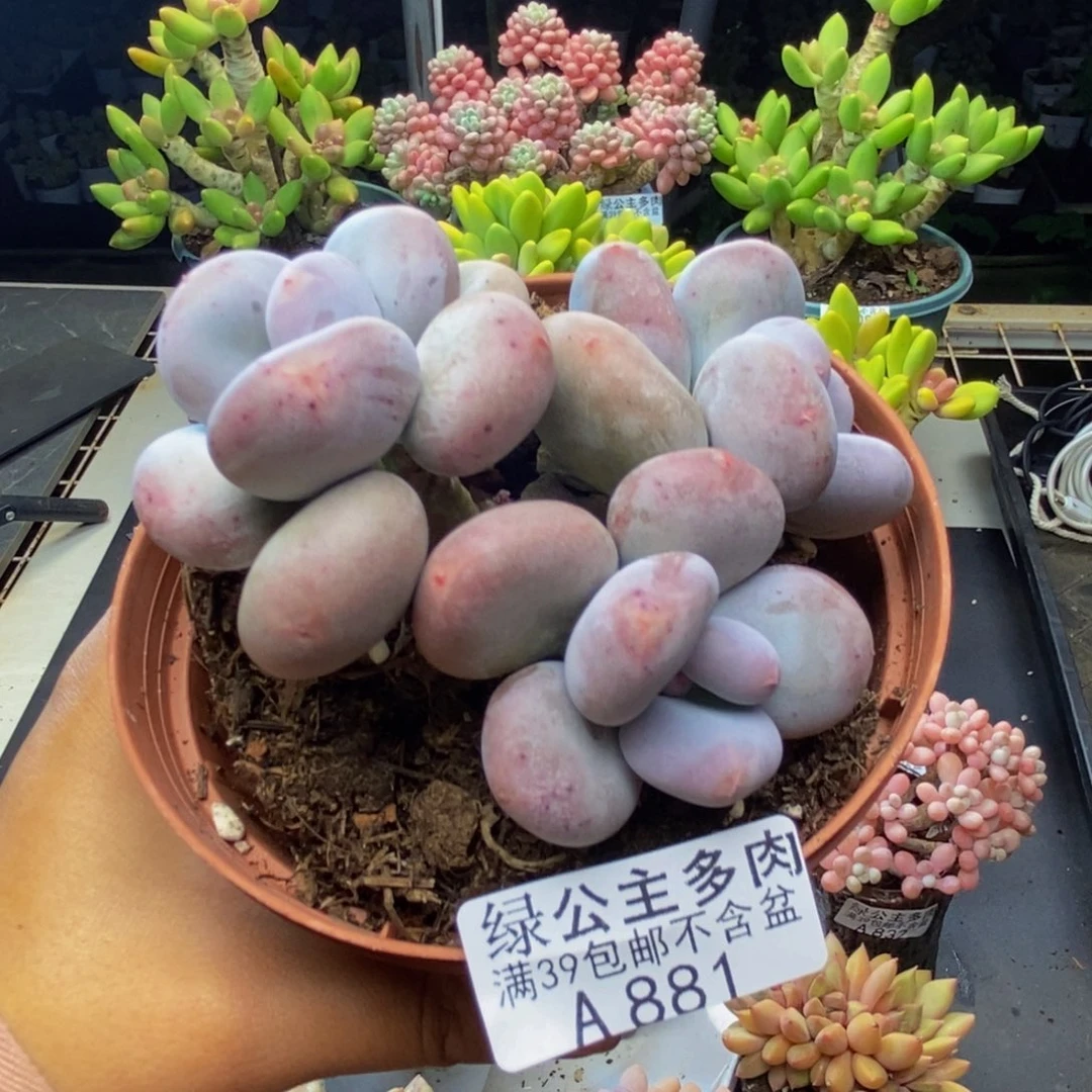 881大叶奶多肉8c m