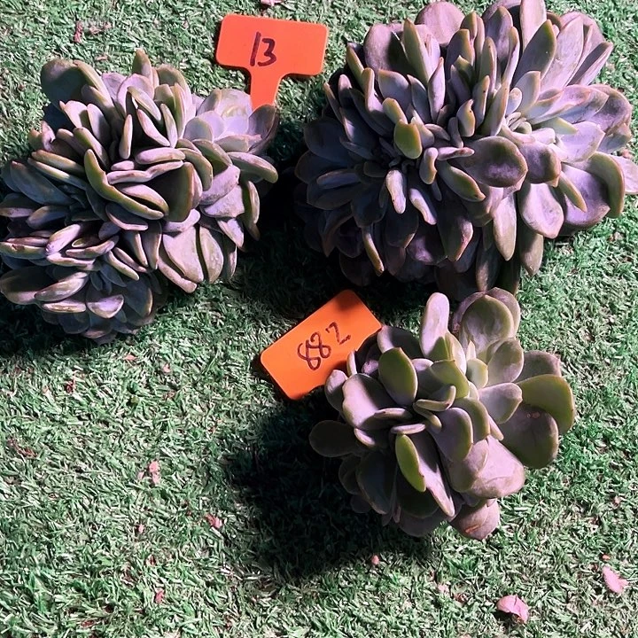 奶茶缀化882号码牌子的