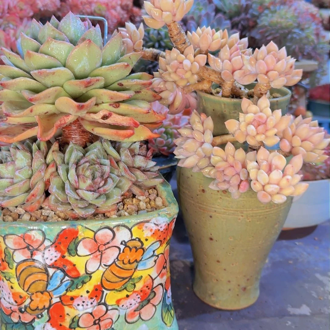 用****2多肉植物的生长发育