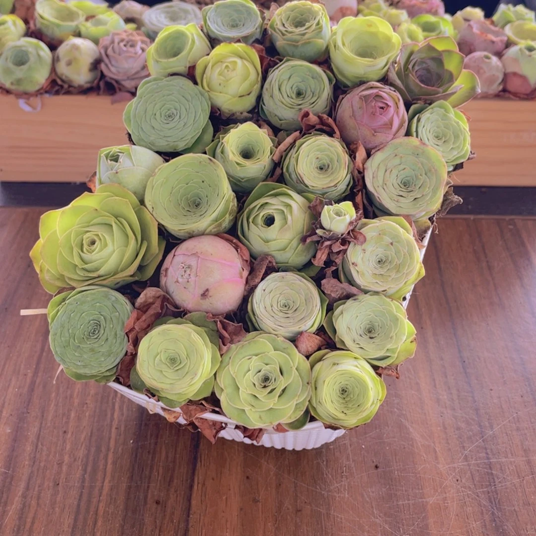 保底25颗以上量拍加花篮8888