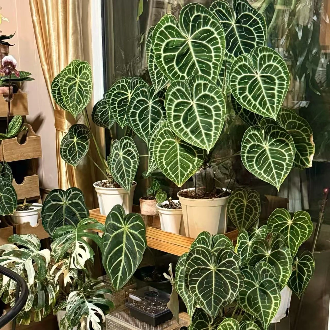 【小陈】（克莱恩花烛）室内网红好养耐看绿植盆栽