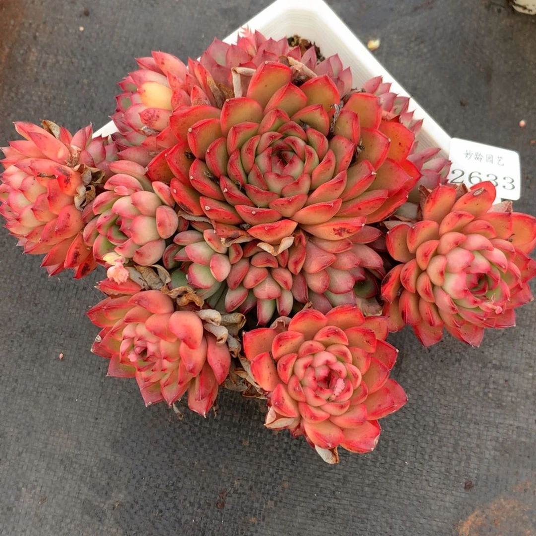 2633杂交精品基地19厘米