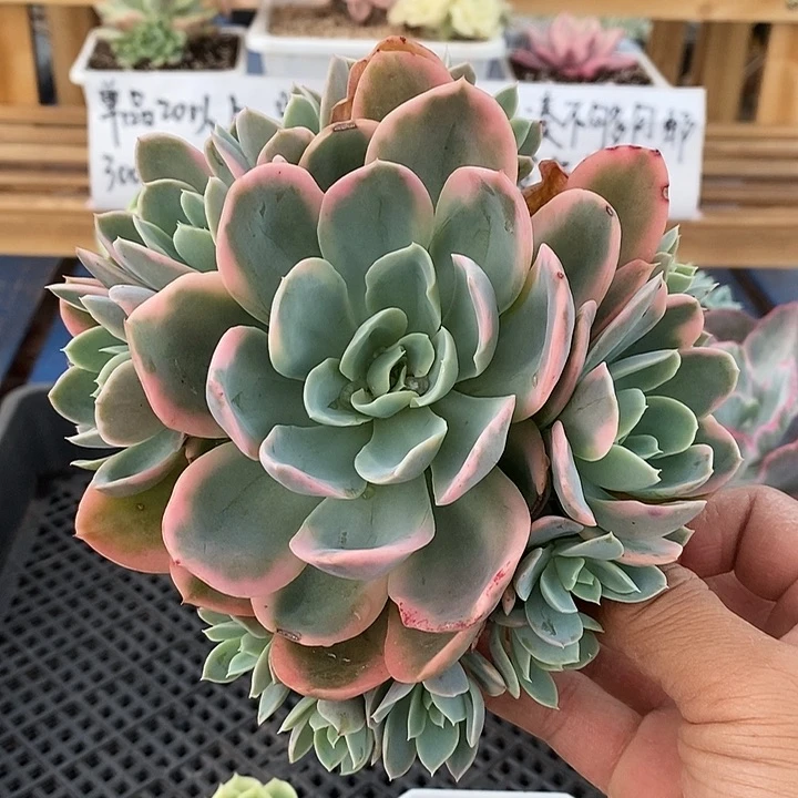 0526 粉色贝拉锦自然群