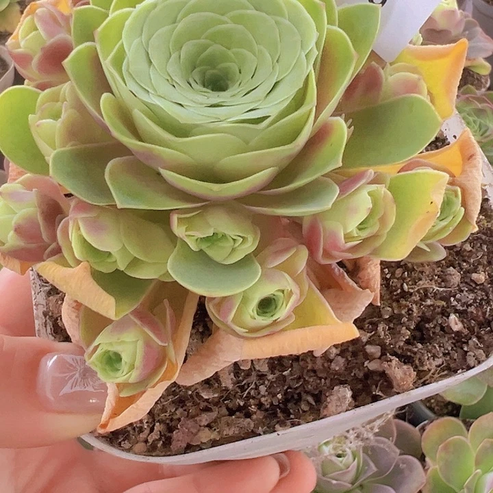 山地玫瑰多肉植物228