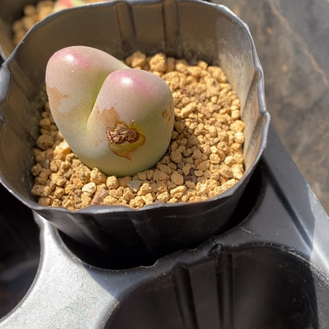 多肉植物肉锥杂交K-2423 伤特