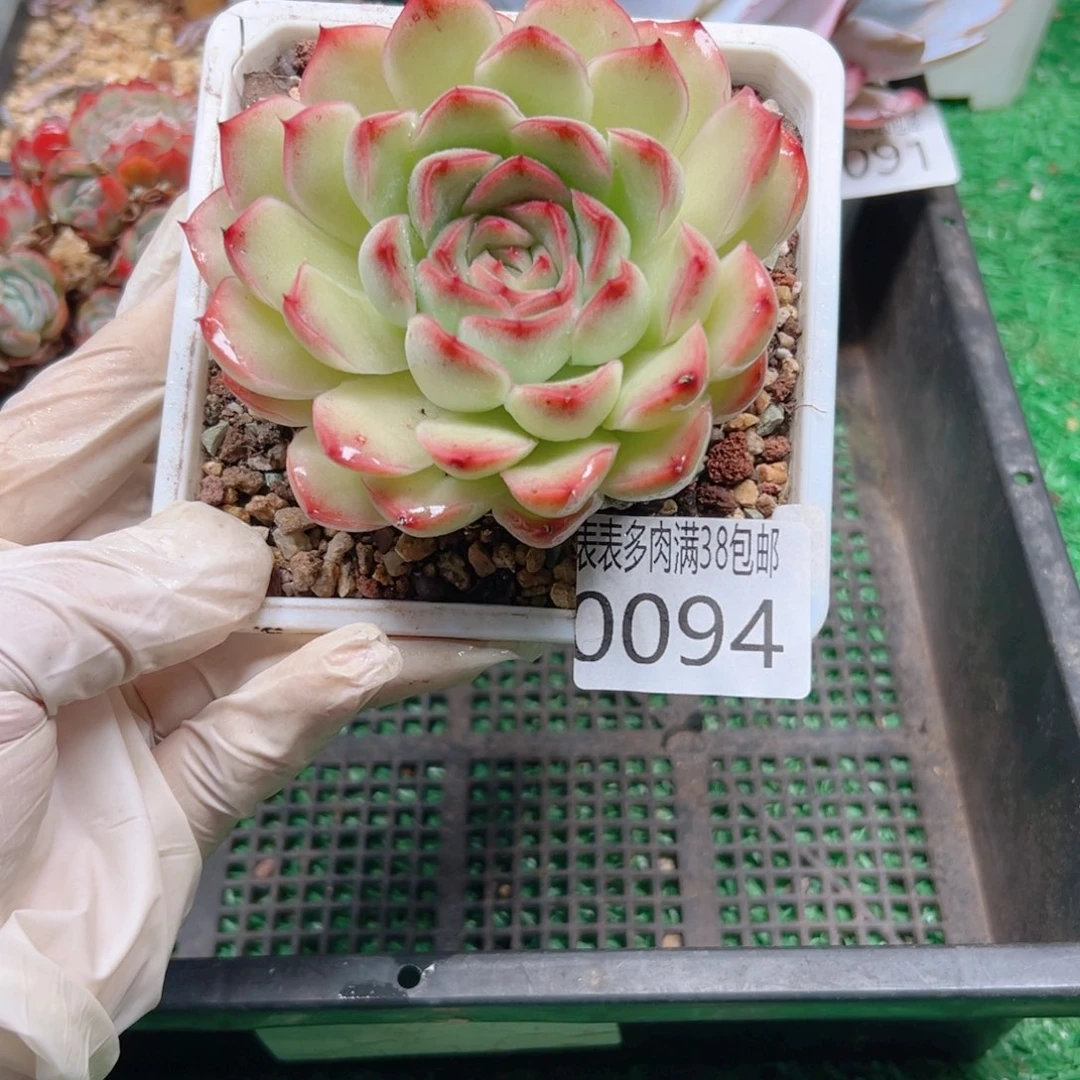 多肉一物＿拍植物0094
