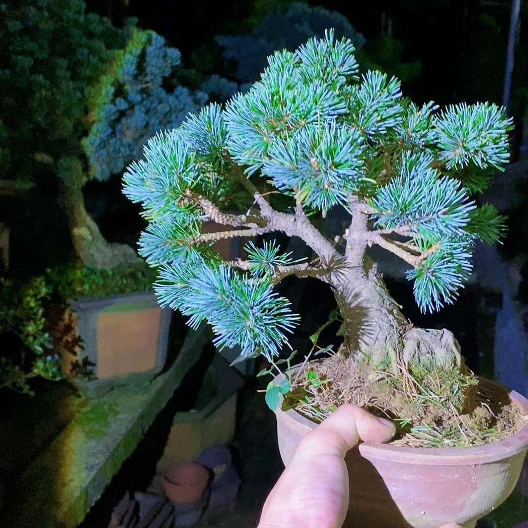 【闪购商品】无花朵五叶松