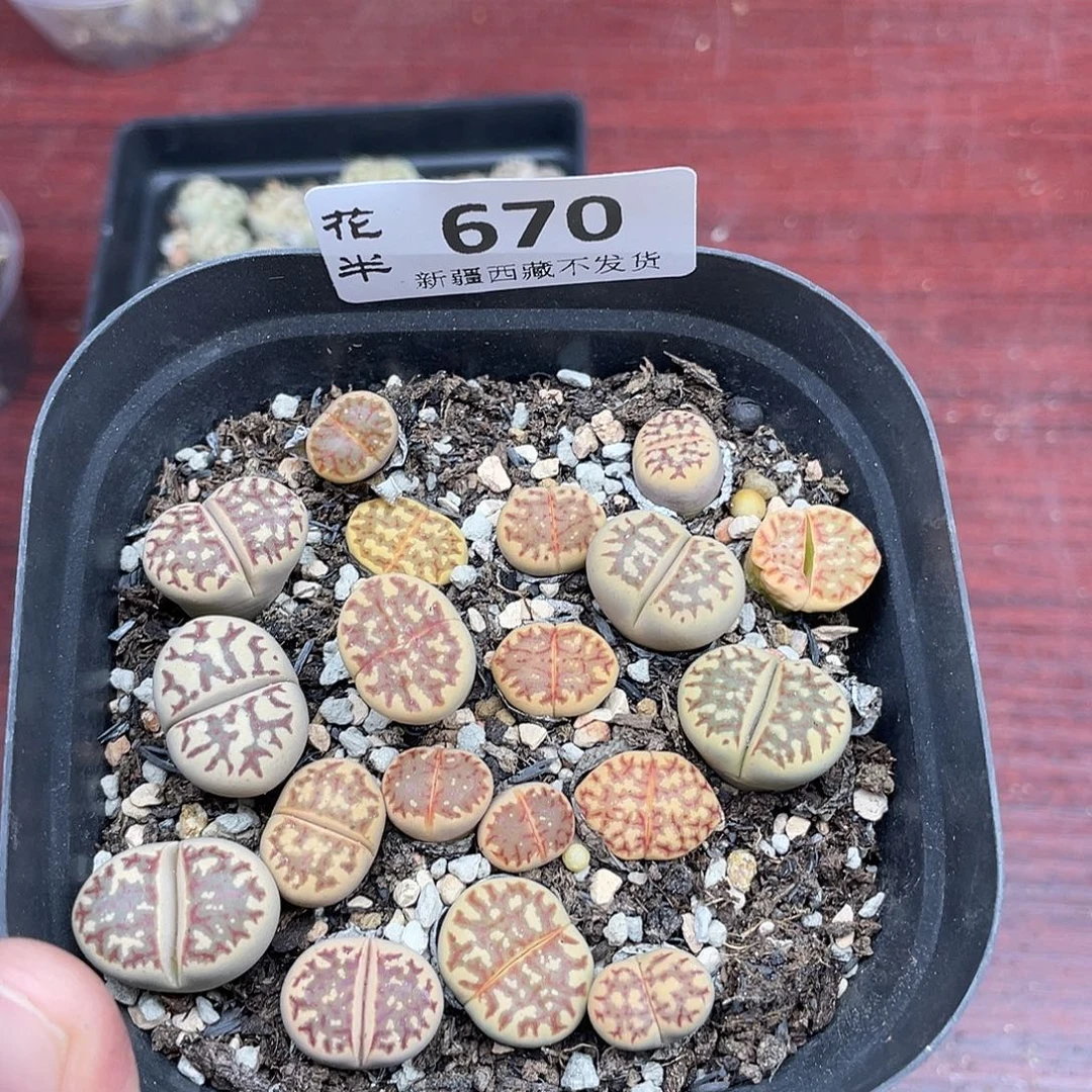 阿***增670000000花花花花花