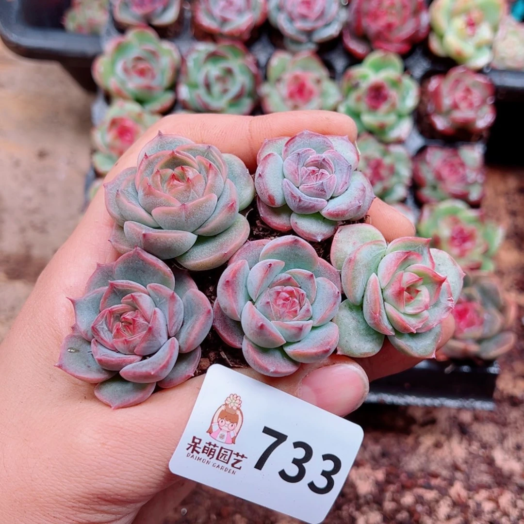 多肉植物多肉植物