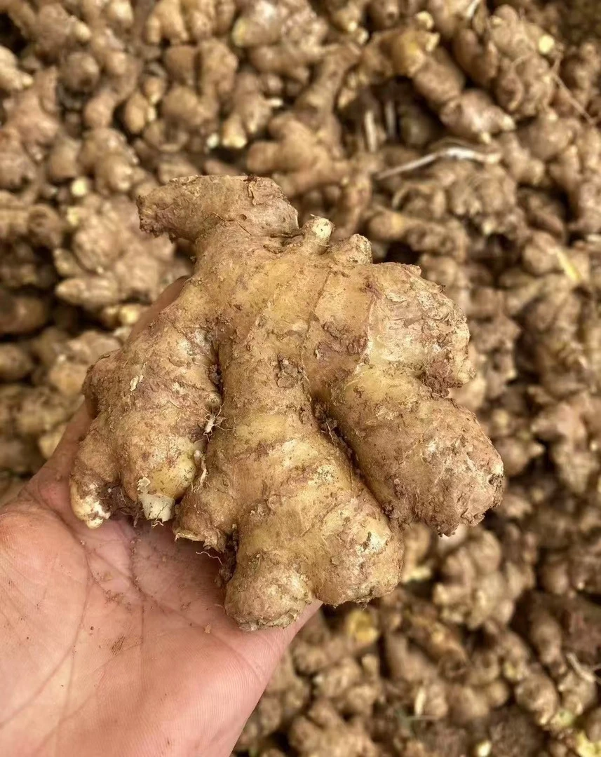 正宗贵州农家散装小黄姜（农家自种 拍完即止）