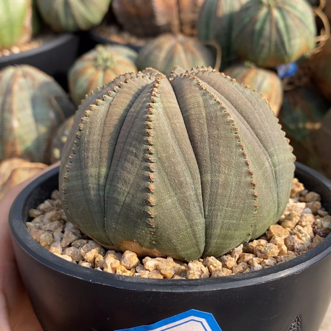 25欧系实生布纹球一物一拍