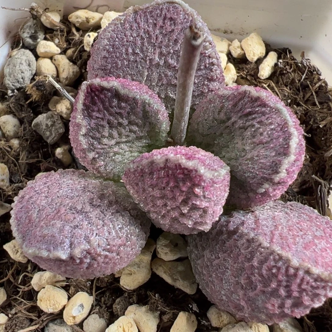 哈默猪肝多肉植物水泡多肉植物水泡