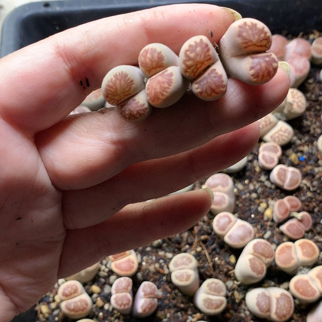 K175多肉植物保护