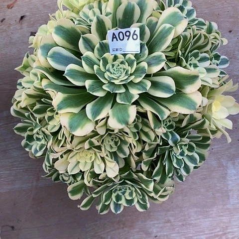 绿豆沙096脱土发货