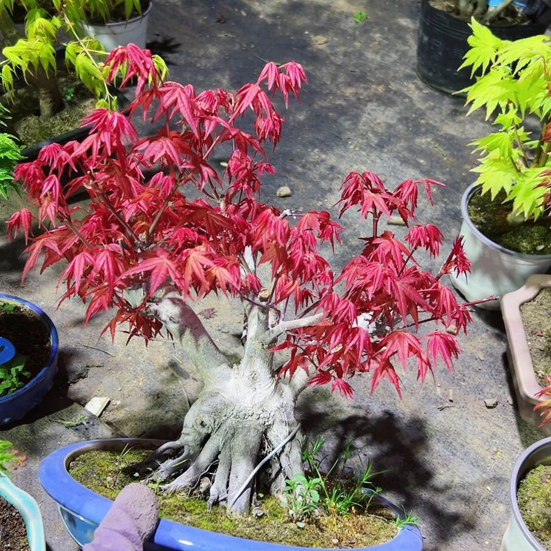 C*X枫树枫树枫树枫树