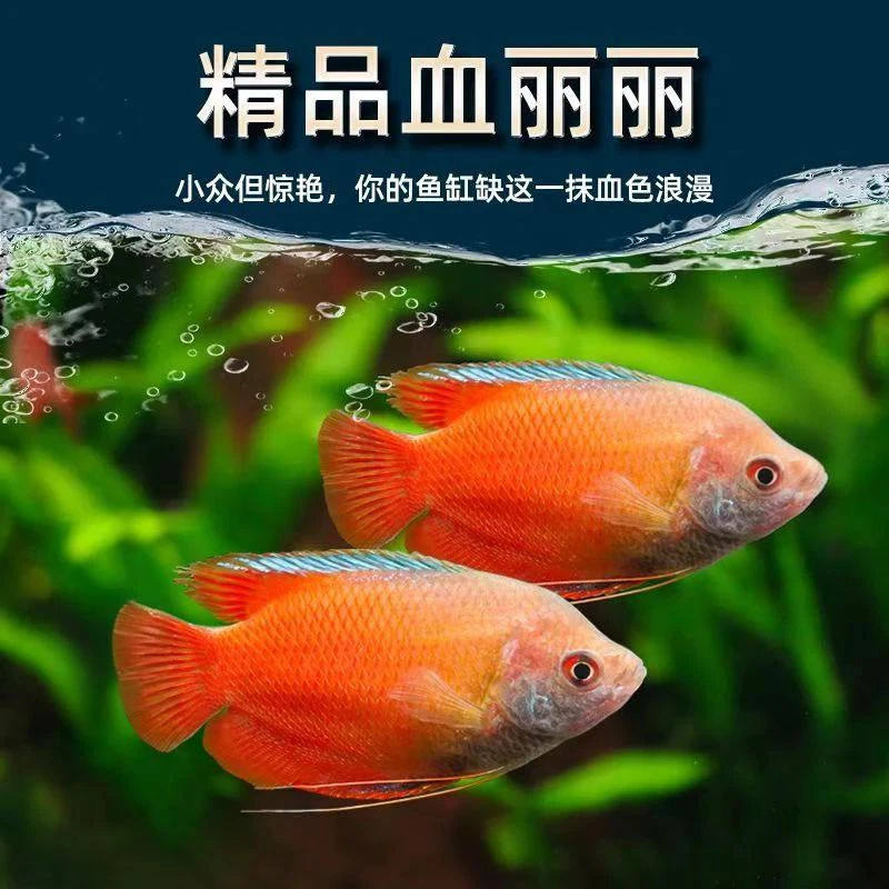 吐口水的丽丽鱼射水鱼五彩丽丽血丽丽新手鱼