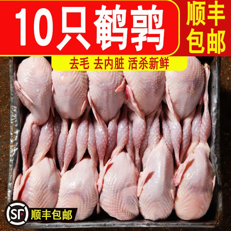 【顺丰包邮】特大现杀母鹌鹑白条便宜批发生鲜区整只新鲜鹌鹑生鲜