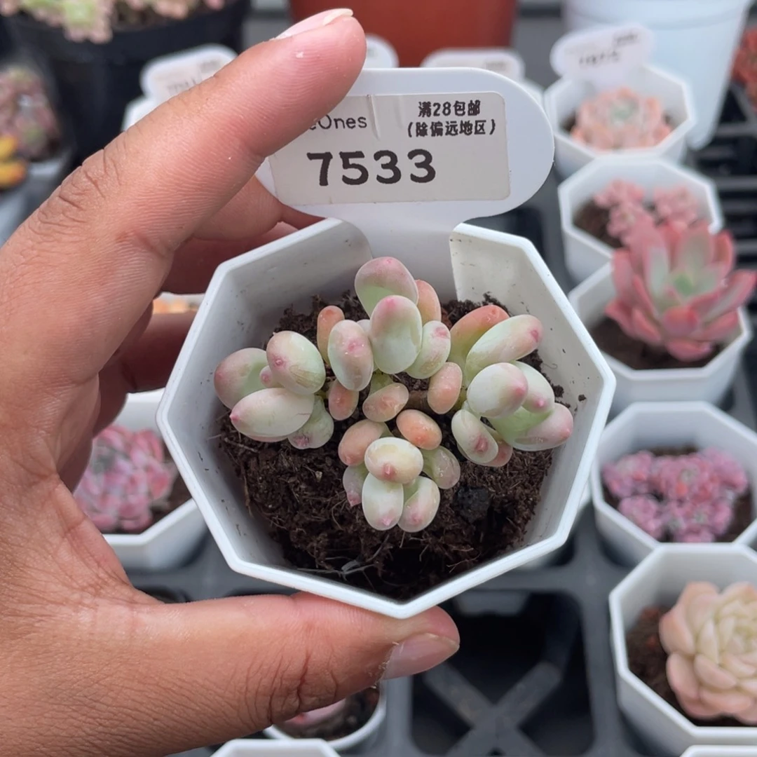 7533苹果奶5.0厘米