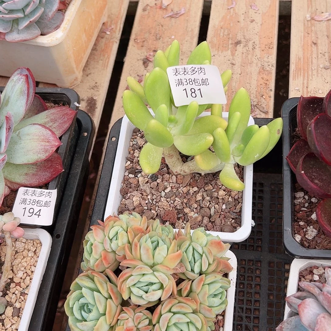 冷***月多肉一物一拍植物181