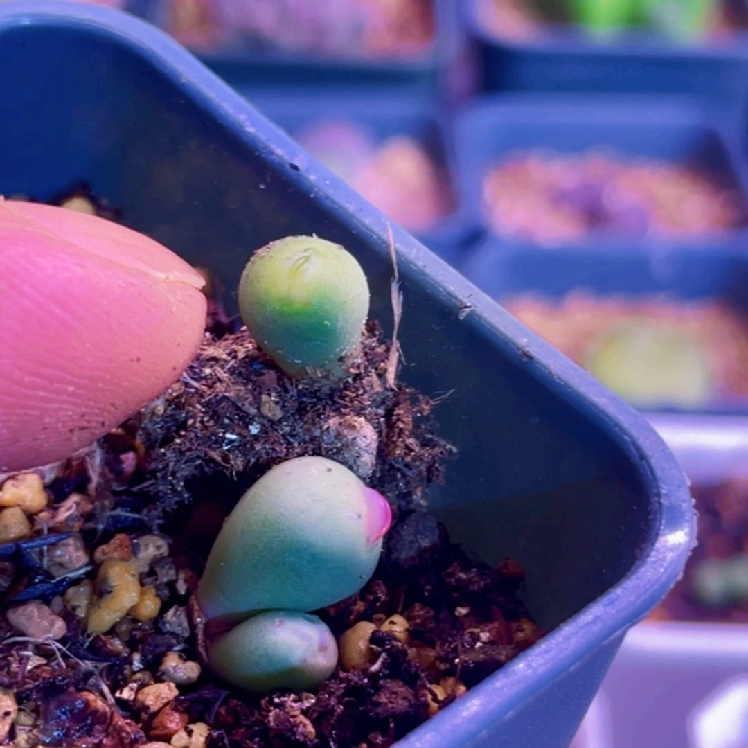 麻**余鸭嘴兽植物一物一拍