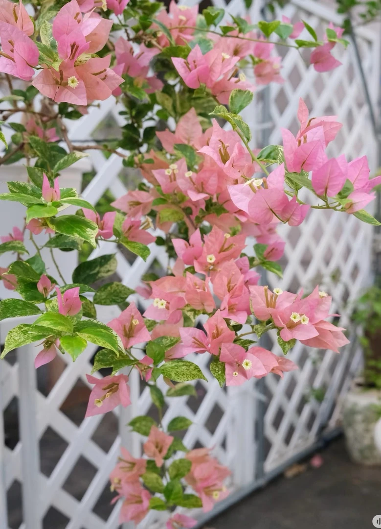 【斑叶米罗】三角梅袋苗基地直发新品稀有四季勤飄枝经典好养品种