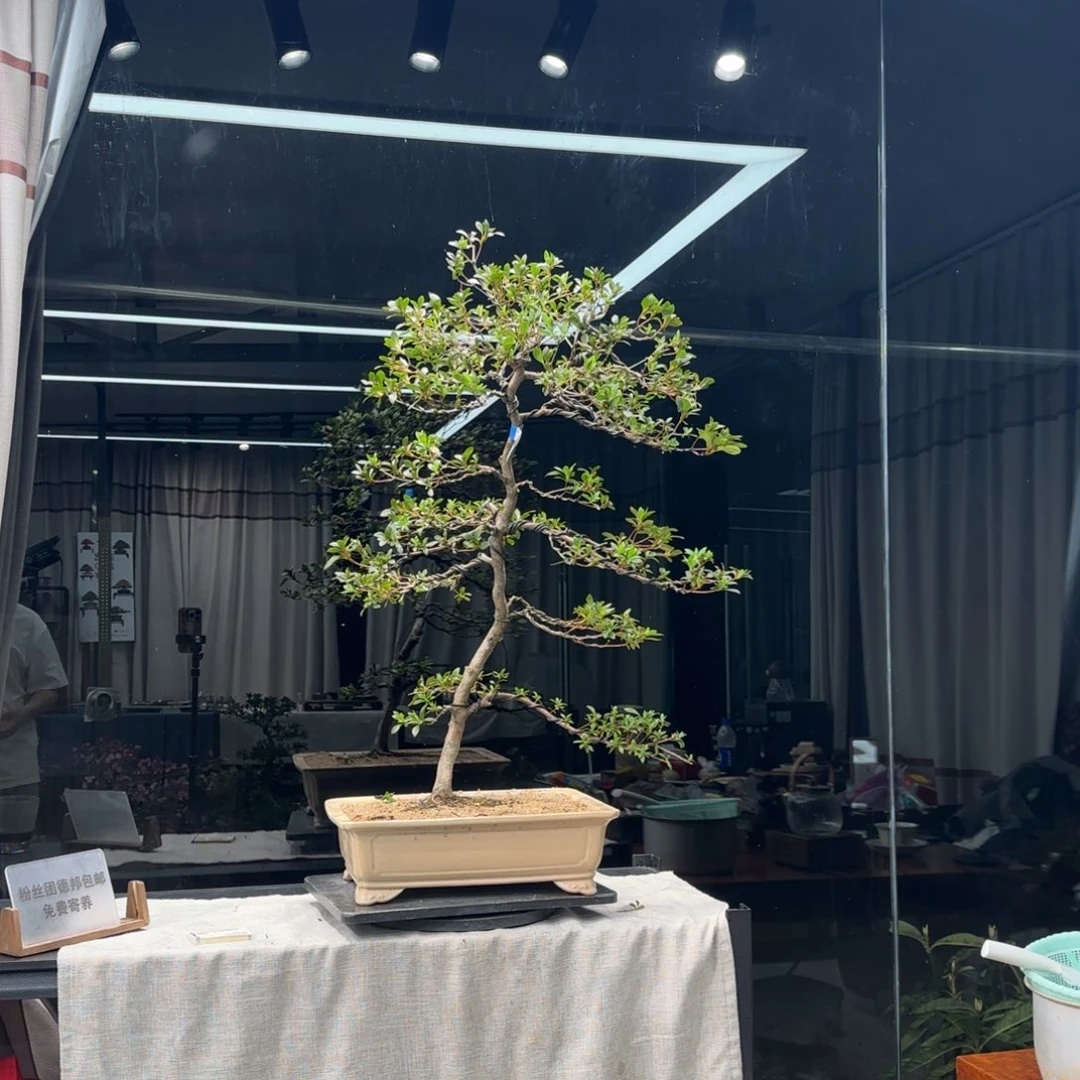 一*花卉苗木花卉苗木