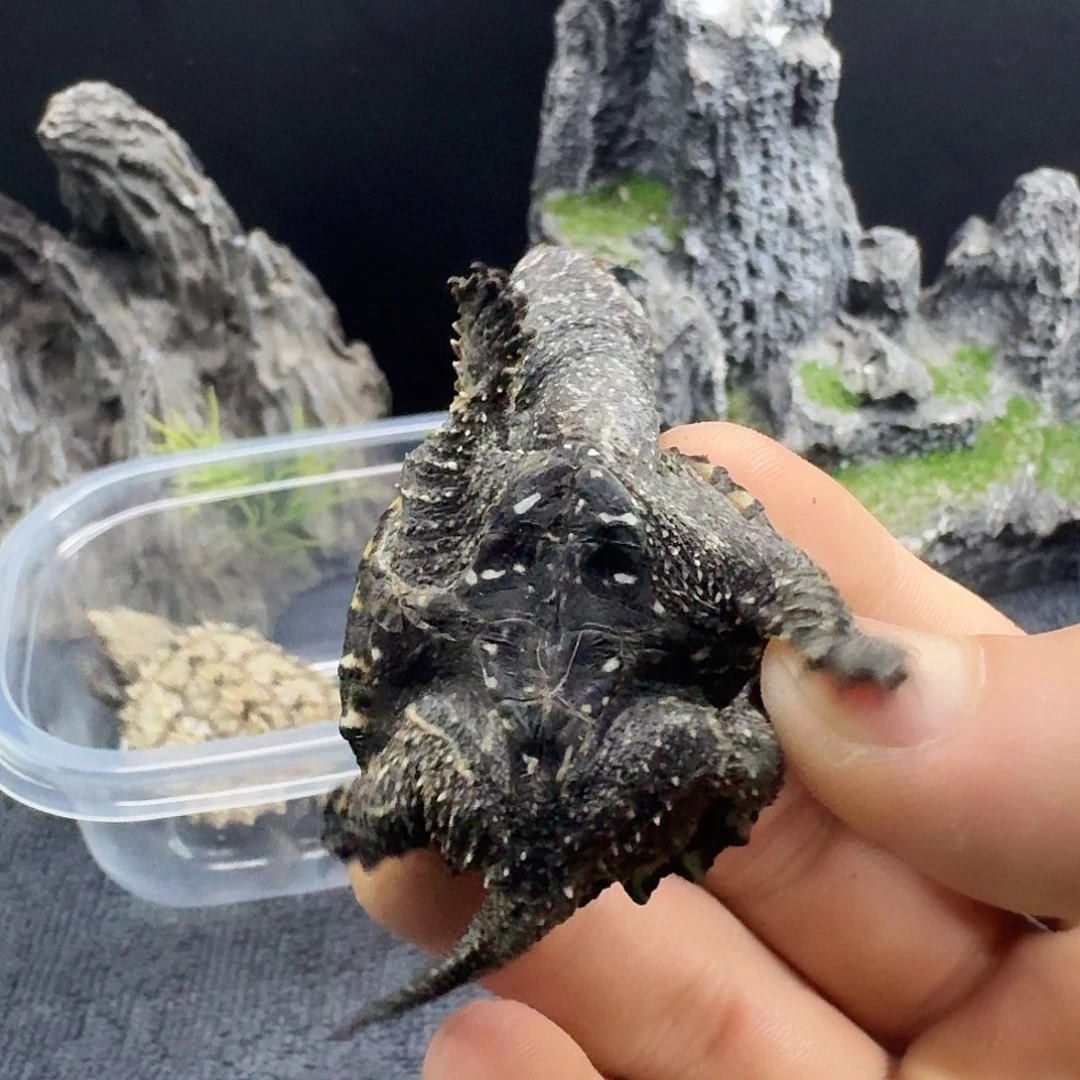 绿毛龟不分公母纯佛小黑