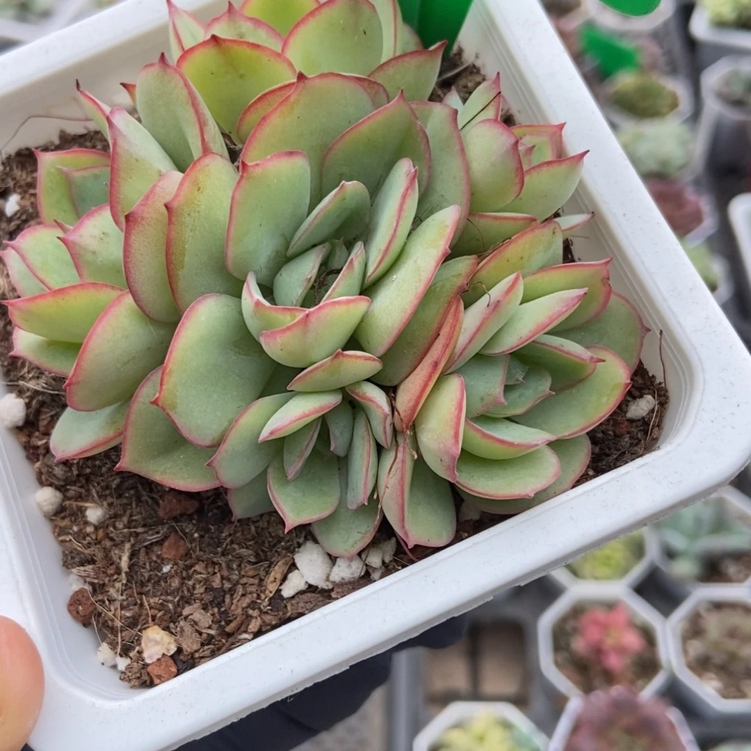 872牡丹亭多肉植物