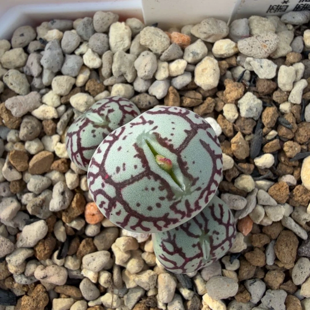 Y661 F1 11-10-L32。