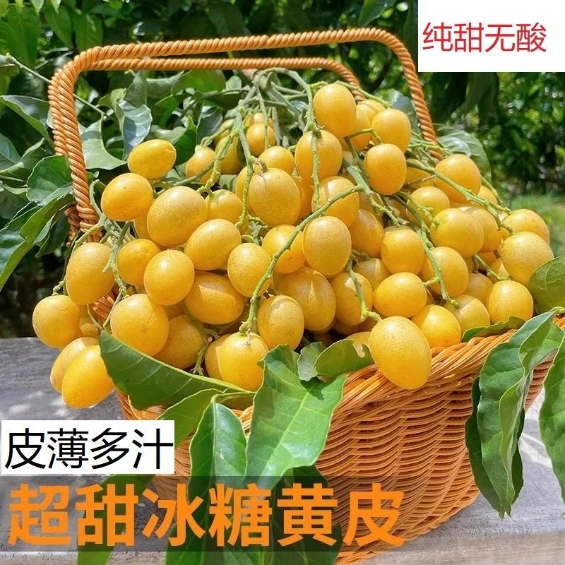 【纯甜无酸】广东老果树现摘现发新鲜冰糖黄皮果有核热带富维C水果