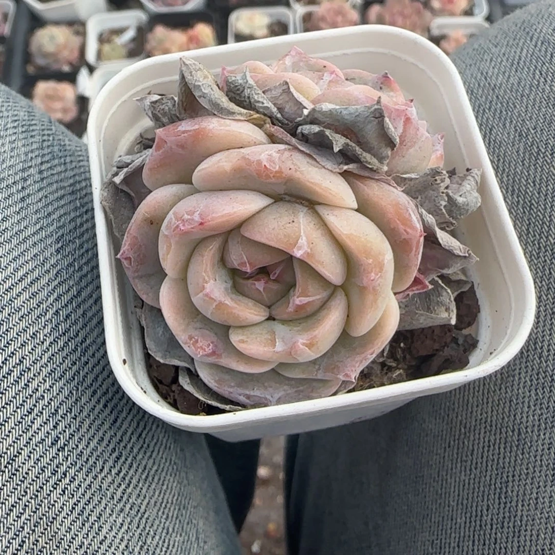 多肉小卡拉米糖心一物一拍