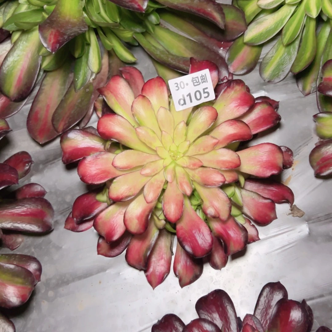 菲*105 夕阳多肉法师