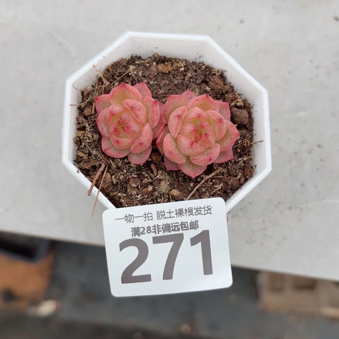 火烈鸟无盆土发货