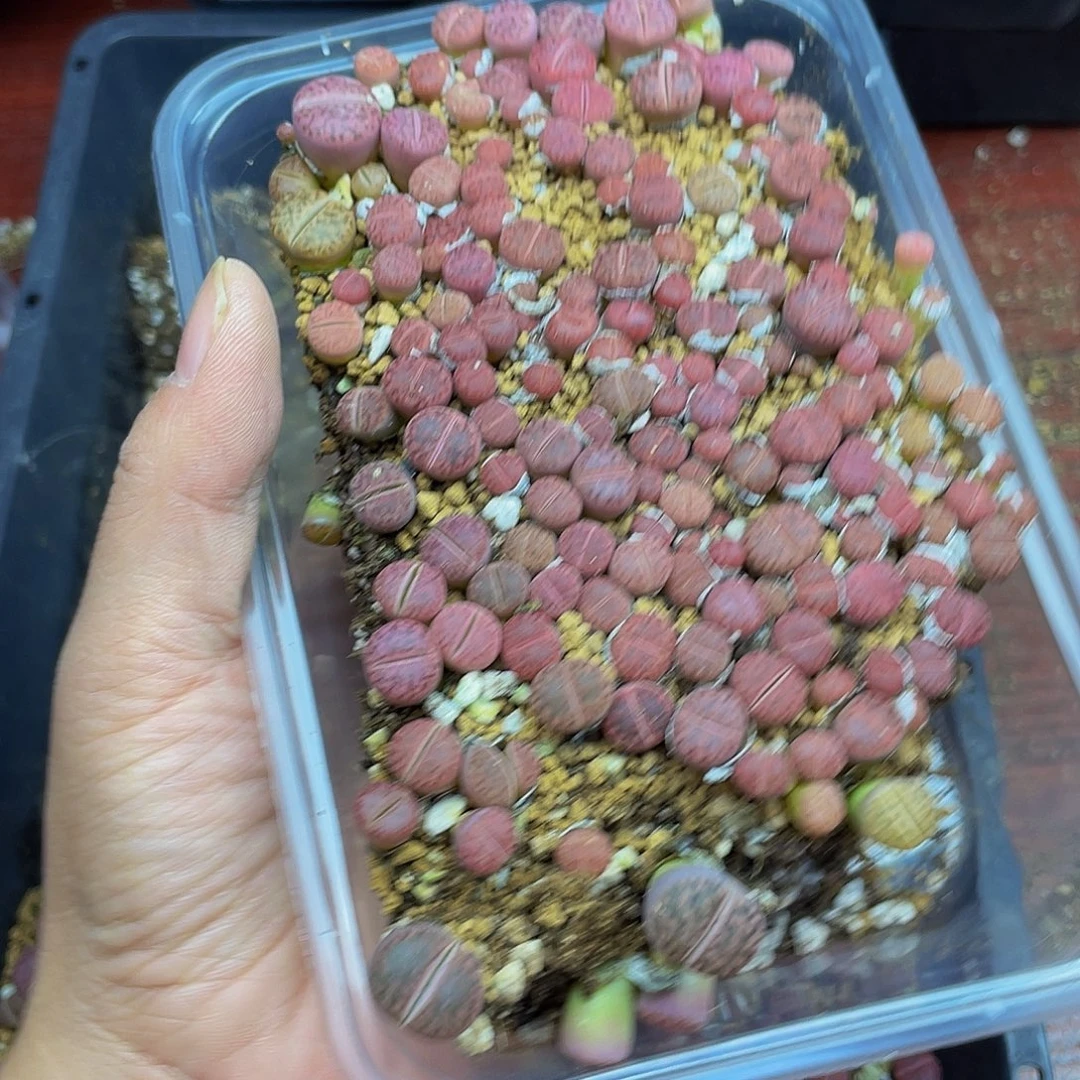 9340000000花花花花花鼓励