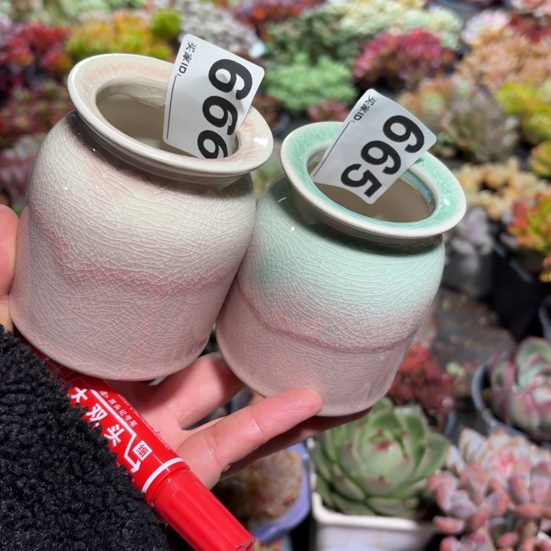七***乐景德镇多肉花盆666+665