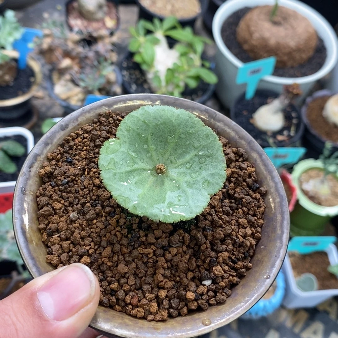 小酒杯多肉植物一个