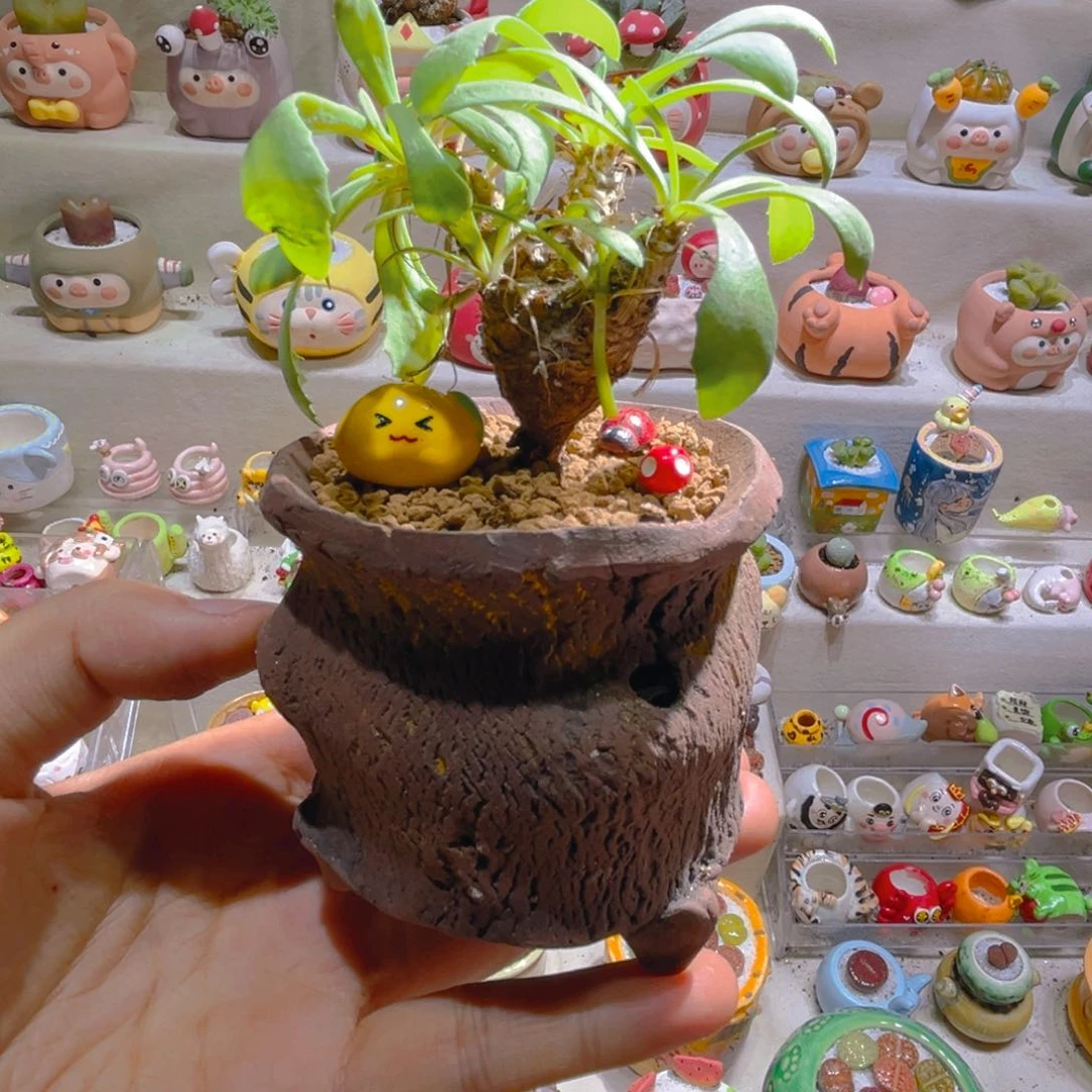 050刨花厚敦菊带盆土一套88