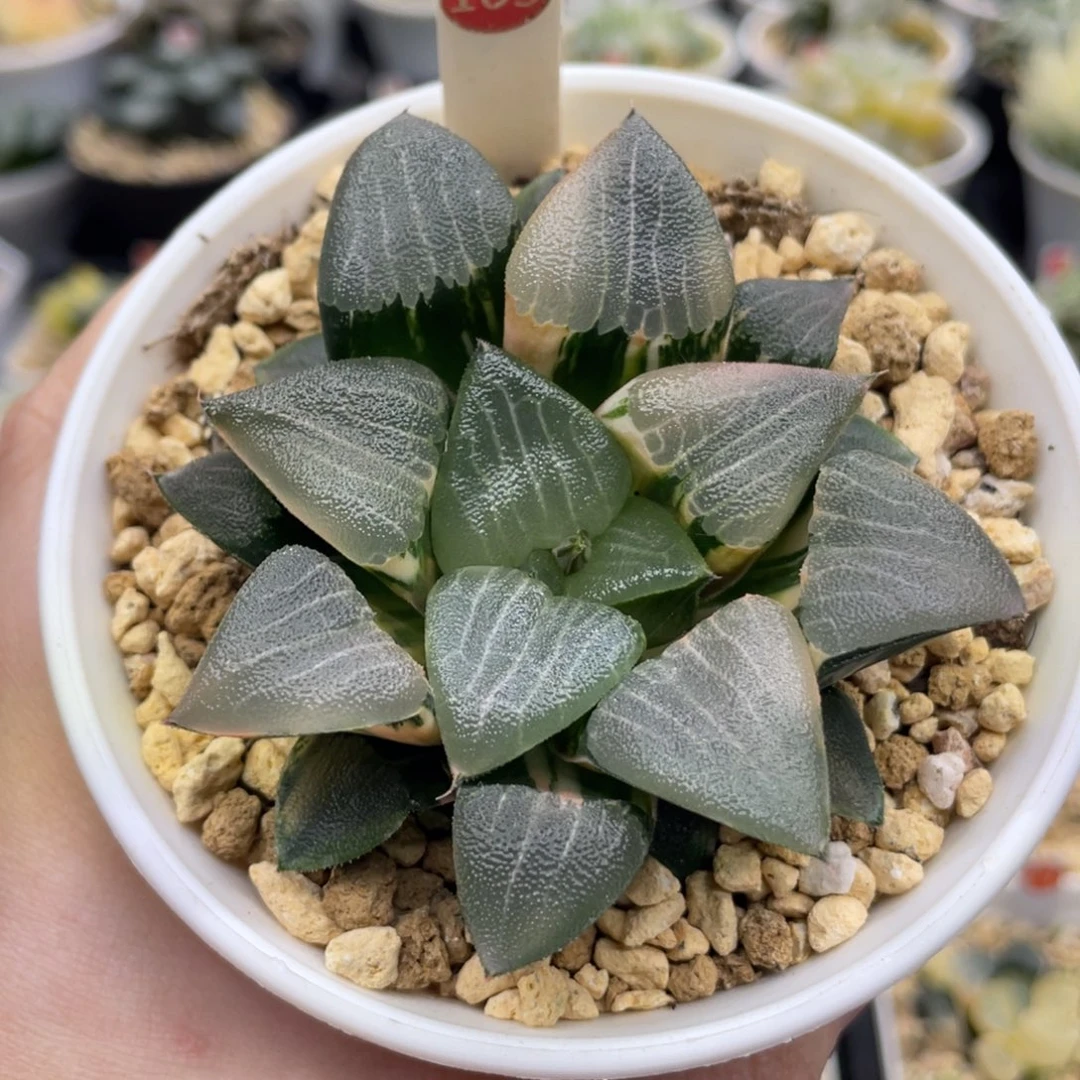 109 实生克锦 11111111