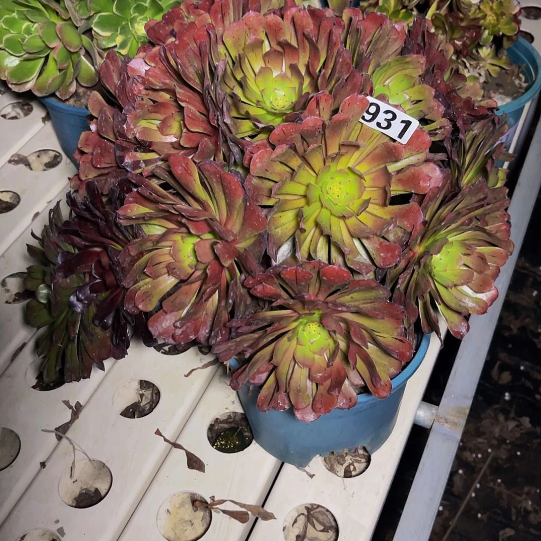 法师法师7-10包邮法师