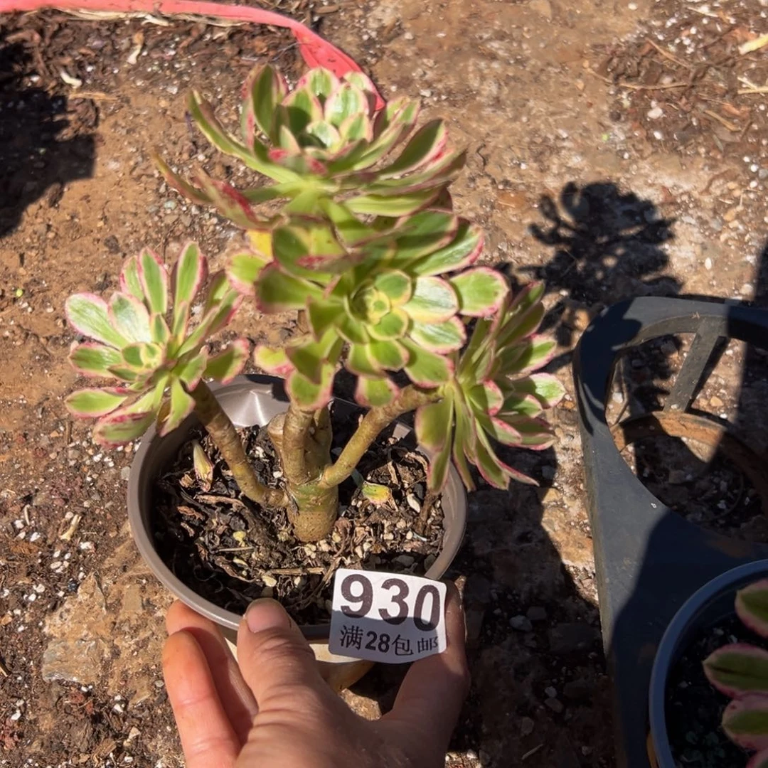 多肉植物930无售后