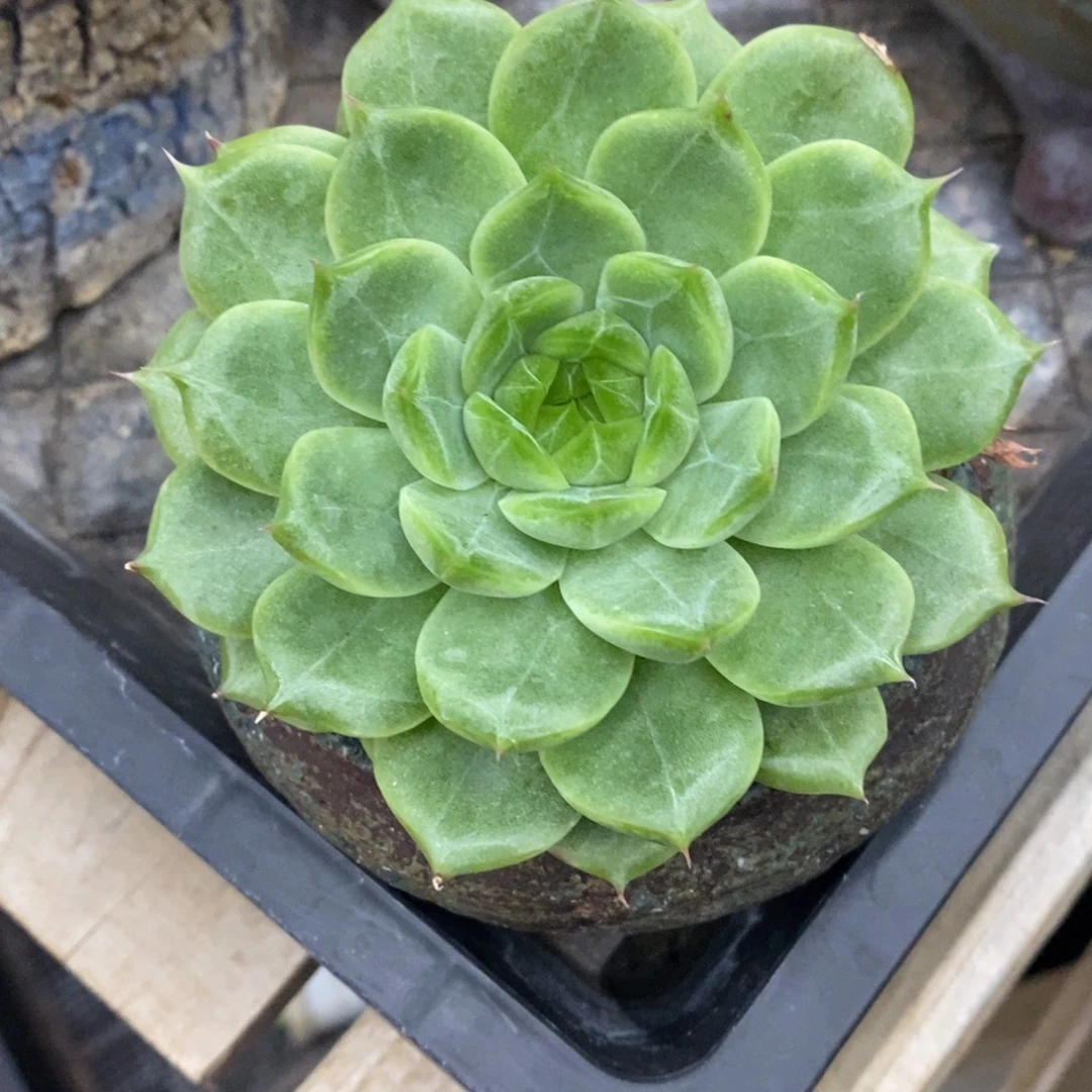 精品多肉一物一拍不包整195