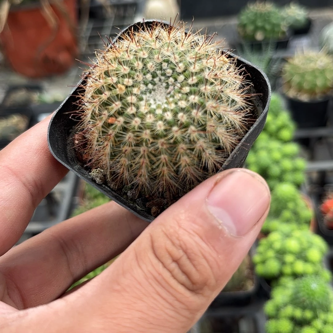 黄芙蓉单头发货单头
